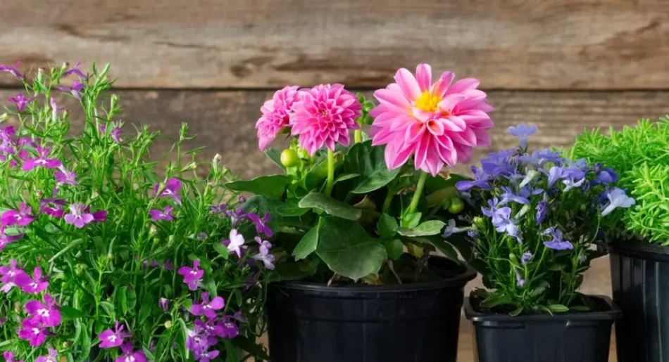 cvijeće - preuzeto s bumerka rs