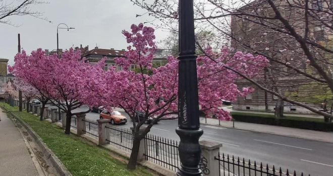 Japanske trešnje - preuzeto s depo.ba
