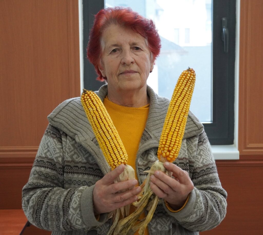 Autohtone sorte kukuruza su otpornije na klimatske promjene
