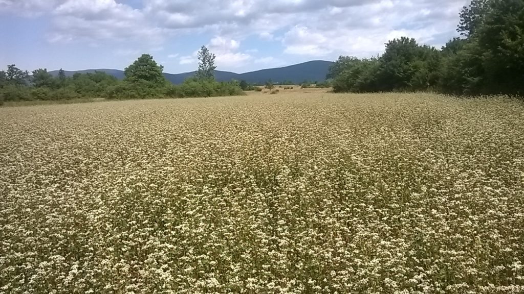 Priroda