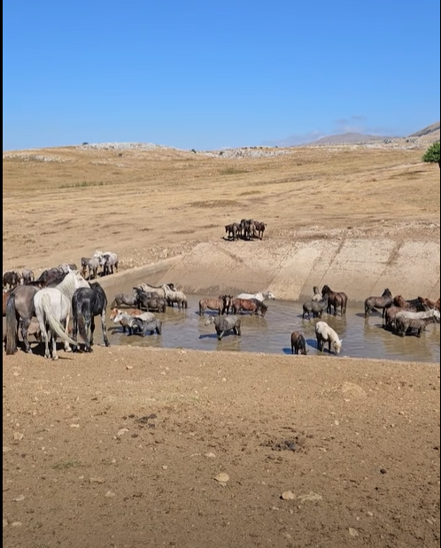 Divlji konji nemaju vode, Livno