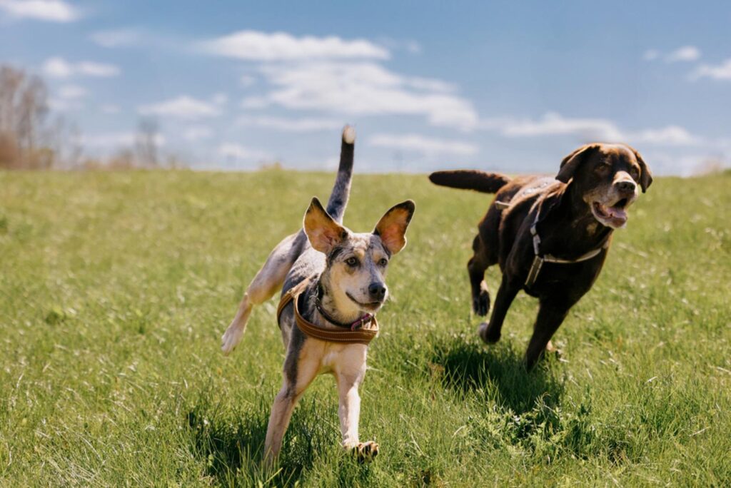 Preuzeto od Shutterstock
